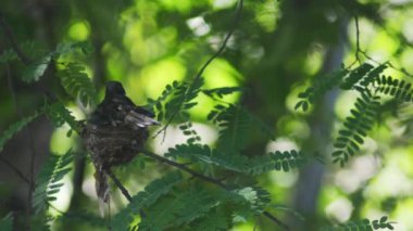 anneleri tarafından getting fed kuş
