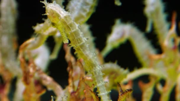 Seahorse forma Andamanského moře — Stock video