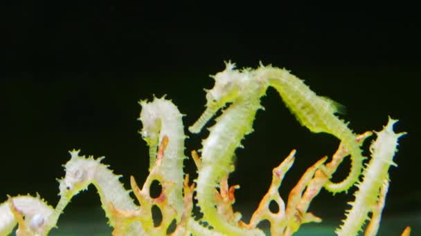 Seahorse forma Andamanského moře — Stock video