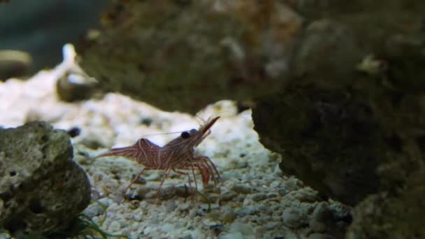 Camarones de pico bisagra de Durban — Vídeos de Stock