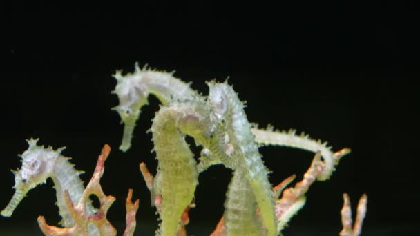 Seahorse vorm de Andamanzee — Stockvideo