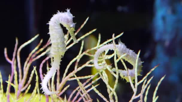 Seahorse vorm de Andamanzee — Stockvideo