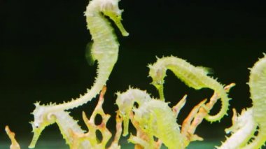 Denizatı formu Andaman Denizi