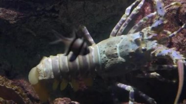 Spiny ıstakoz sualtı mercan resif çıkıntıya altında