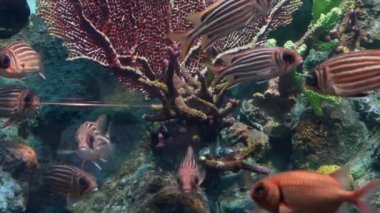 tropikal balık ve mercan sualtı