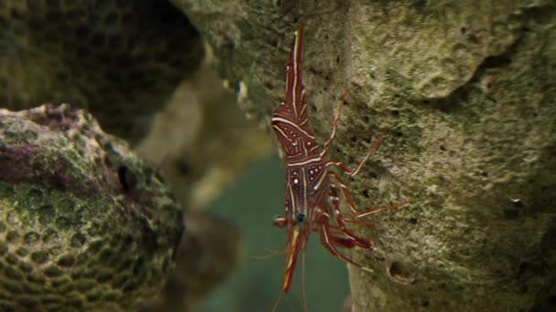 Durban pant zobák krevety — Stock video