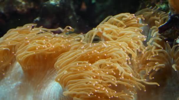 Tropical fish and corals underwater — Stock Video