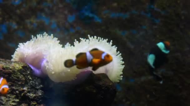 Clownfish playing with sea anemone . — стоковое видео