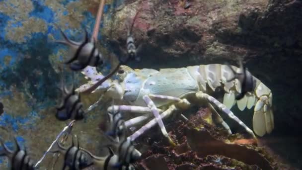 Langosta espinosa bajo el agua bajo una cornisa de arrecife de coral — Vídeos de Stock