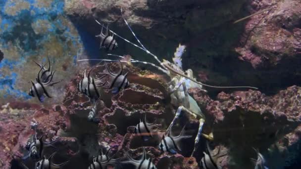 Homard épineux sous l'eau sous un rebord de récif corallien — Video