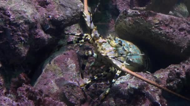 Спіні лобстер під водою під виступом коралових рифів — стокове відео