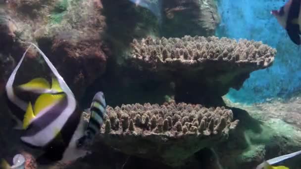Pesci tropicali e coralli sottomarini — Video Stock
