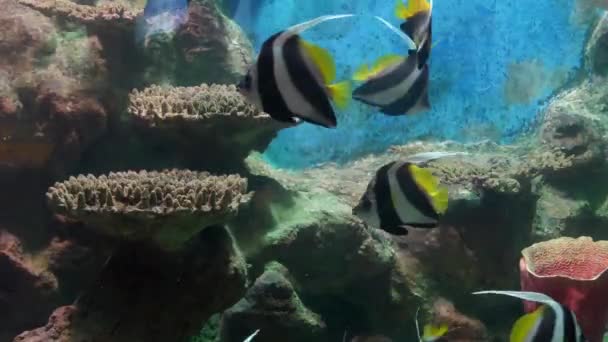 Peces tropicales y corales bajo el agua — Vídeos de Stock