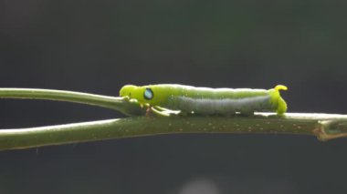 Bir ağaç dalı arasında onun yol yapım bir inç solucan. Bu makro klibi sebat, başarı ve azim kavramlarını sembolize