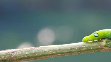 Bir ağaç dalı arasında onun yol yapım bir inç solucan.