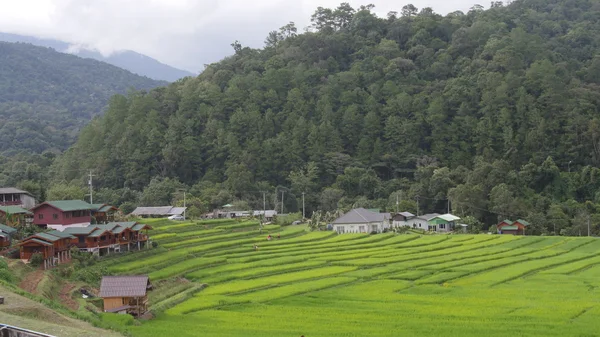 Terrain de riz vert en terrasses avec la brume le matin Photos De Stock Libres De Droits