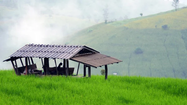 Terrain de riz vert en terrasses avec la brume le matin Images De Stock Libres De Droits