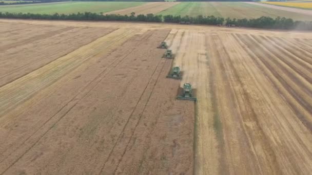 Aerial of combine harvesters in the field cleaning harvest at sunset — Stock Video