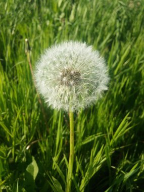 Parlak beyaz kabarık karahindiba gür yeşil çim bir arka plan üzerinde