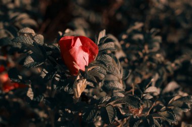 Gül demet Haziran ayında