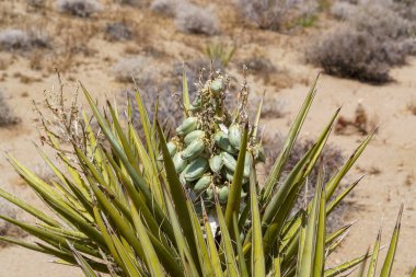 Mojave Yucca yeşil tohumları. Joshua Tree Ulusal Parkı çöl manzarası. Boşluğu kopyala (Yucca schidigera)