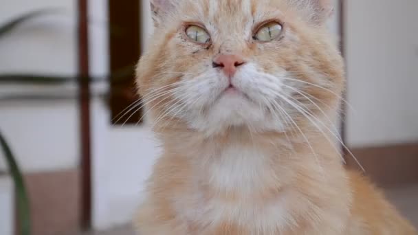 Оранжевая кошка смотрит вверх — стоковое видео