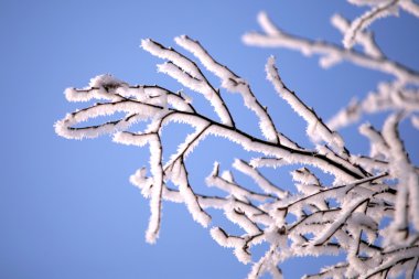 huş ağacı dalları kış in rime'ı doğa
