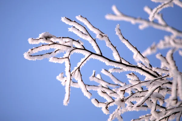 huş ağacı dalları kış in rime'ı doğa
