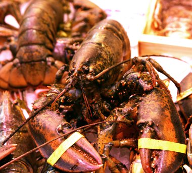 Homarus gammarus Nephropidae Akdeniz gıda fres ıstakoz