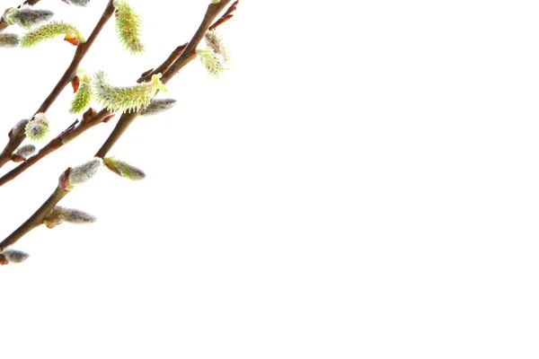 kedicikler easter izole şube willow