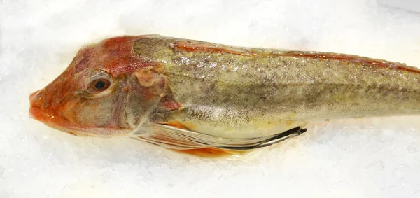Bad Poon chelidonichthys lucerna Middellandse zee voedsel vers — Stockfoto