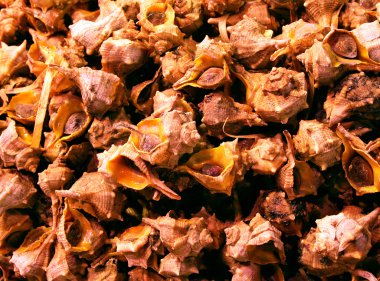 Akdeniz karides seaworld