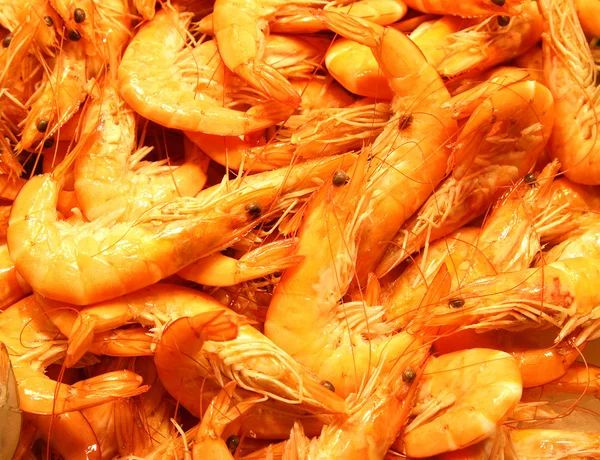 Crevettes méditerranéennes monde marin — Photo