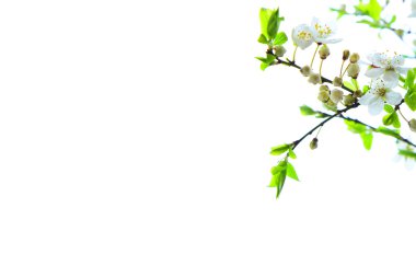 Beyaz erik ağacı çiçek çiçekler