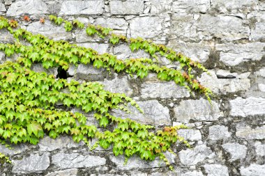 Antik kale duvarda yeşil sarmaşık