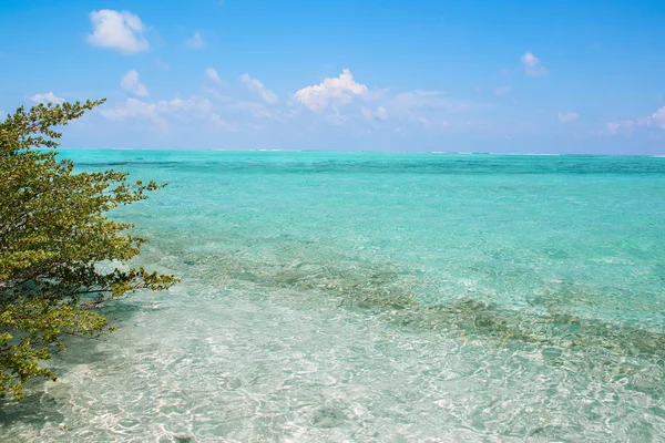 Crystal clear turquoise water at tropical maldivian beach