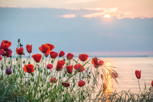 Haşhaş gündoğumu, deniz kıyısında