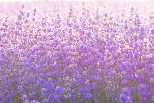 Gros plan des fleurs de lavande sous la lumière du lever du soleil — Photo