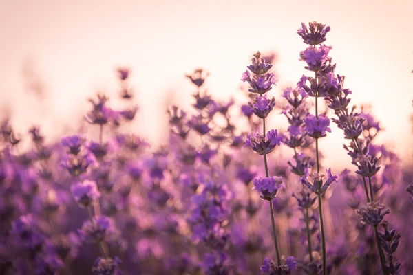 Nahaufnahme von Lavendelblüten im Sonnenaufgangslicht — Stockfoto