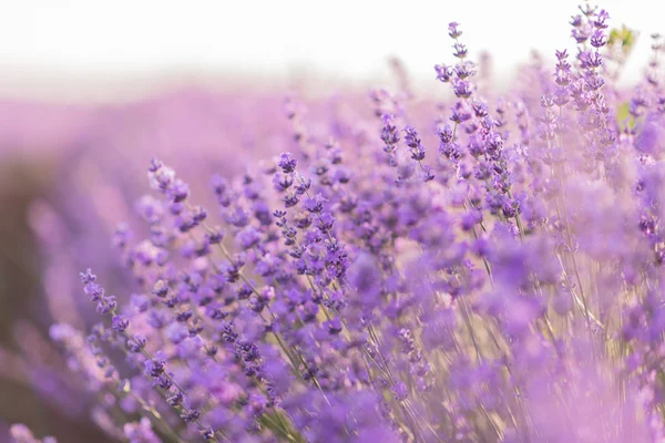 Close up de flores de lavanda em um campo de lavanda sob a luz do nascer do sol — Fotografia de Stock