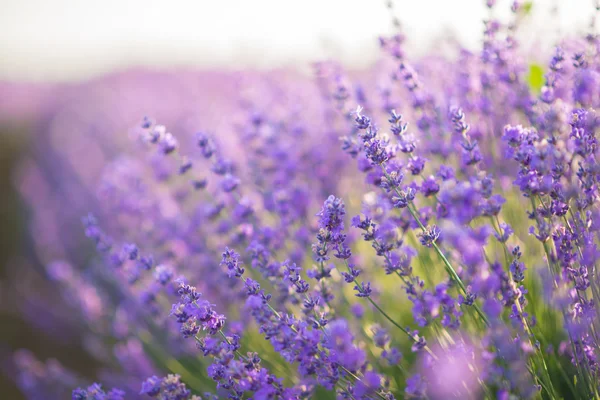 Close up de flores de lavanda em um campo de lavanda sob a luz do nascer do sol — Fotografia de Stock