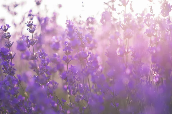 Weicher Fokus von Lavendelblüten im Sonnenaufgangslicht — Stockfoto