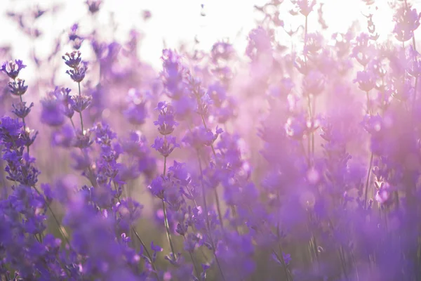 Doux foyer de fleurs de lavande sous la lumière du lever du soleil — Photo