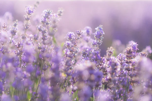 Morbido focus di fiori di lavanda sotto la luce dell'alba — Foto Stock