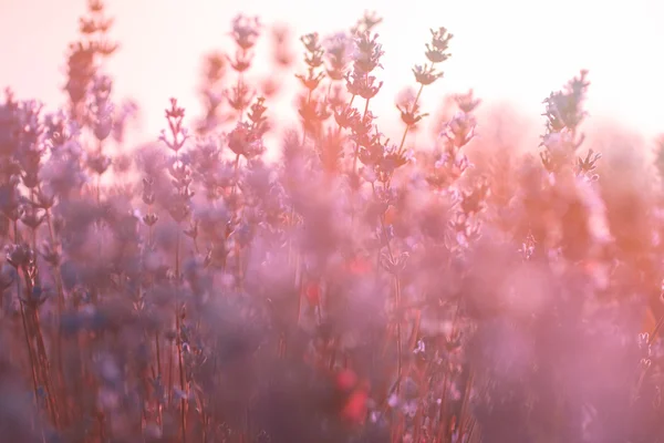 Enfoque suave de flores de lavanda bajo la luz del amanecer —  Fotos de Stock