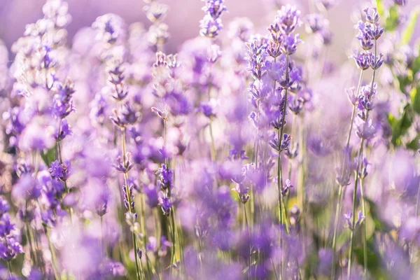 Weicher Fokus von Lavendelblüten im Sonnenaufgangslicht — Stockfoto