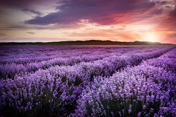 Blühendes Lavendelfeld unter den roten Farben des sommerlichen Sonnenuntergangs — Stockfoto