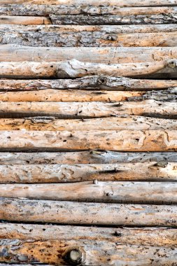 Close up of lined up pine tree trunks clipart