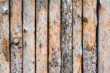 Kadar yakın, çam ağacı mayo kadar kaplı