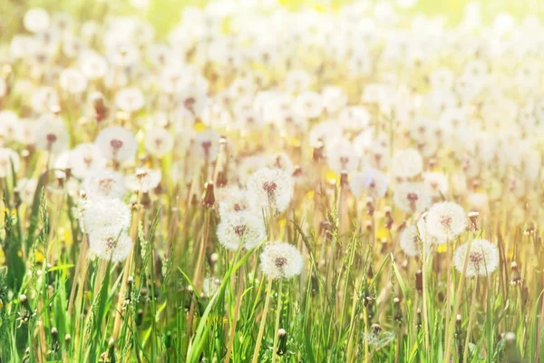 Weicher Fokus der Löwenzahnblüten Feld unter den Sonnenstrahlen — Stockfoto